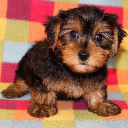 TTKO YORKIPOO