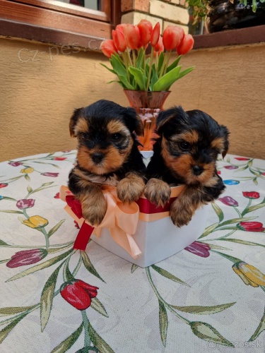 Yorkshire terrier bez PP