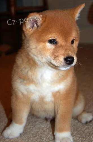 TATA MINI SHIBA INU