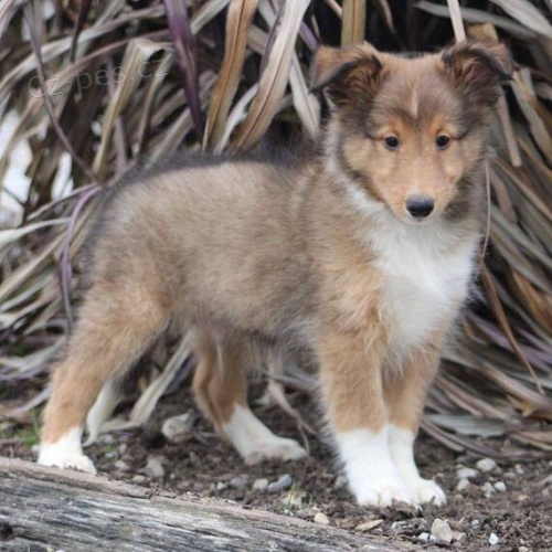 tata sheltie k adopci