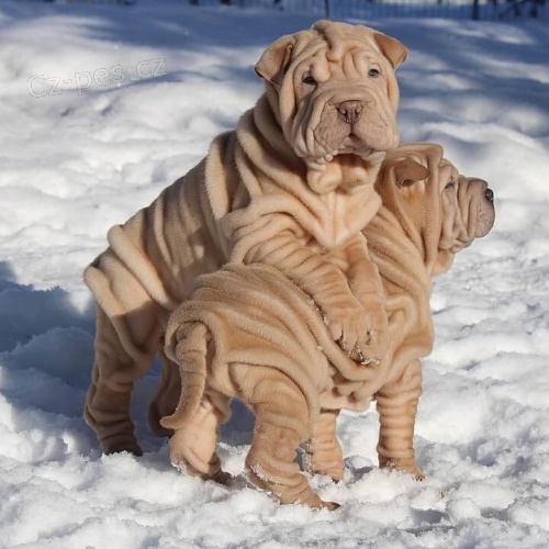 tata okovan shar-pei.