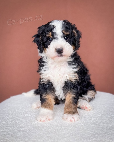 tata Bernedoodle.