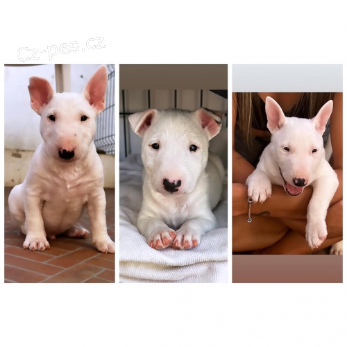 BULLTERIRA/BULLTERIRA/BULLTERIRA