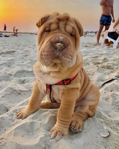 tata okovan shar-pei.