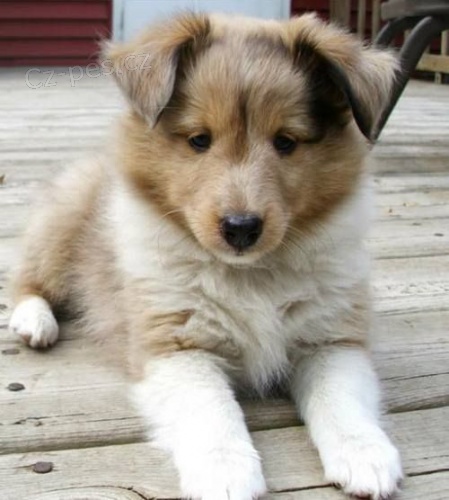 TATA SHELTIIE