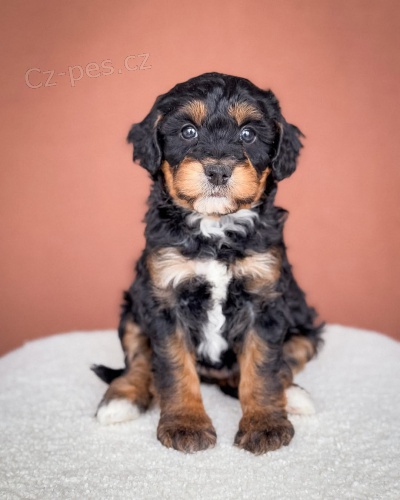 zdrav tata bernedoodle na prodej