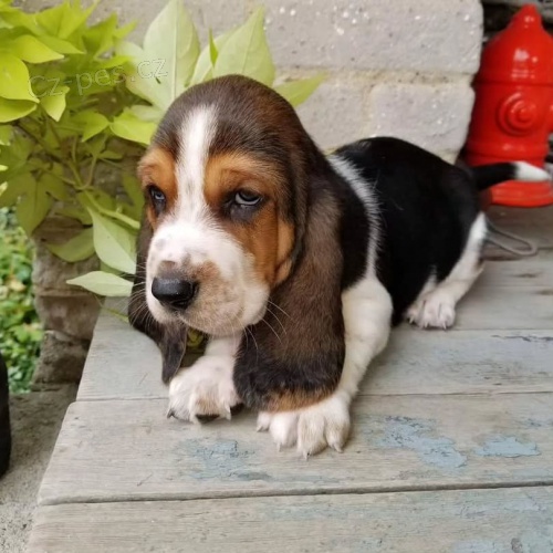 Zdrav tata Basset hound