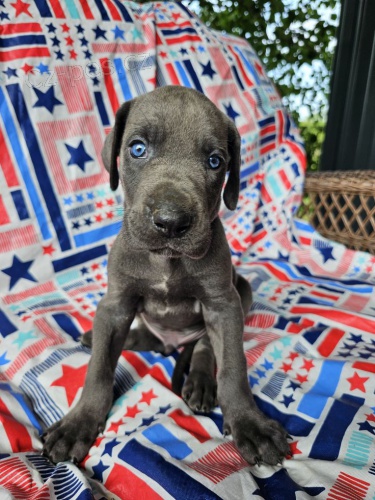tata nmeck dogy