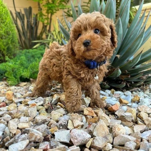 �t��ata toy pudla k prodeji