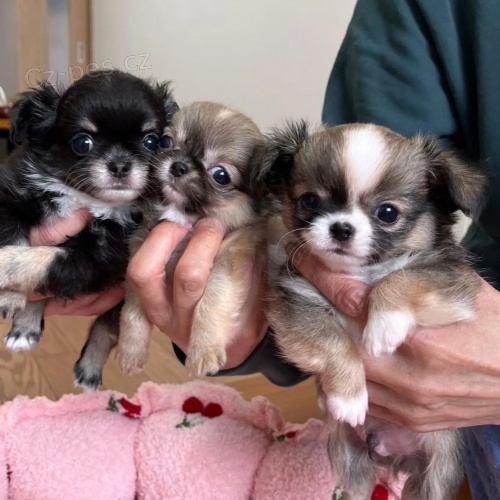 dlouhosrst mini ivava