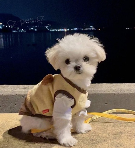 �t��ata malt�z�k�.