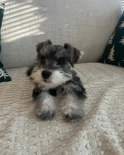 Kn�ra� mal� �t���tka