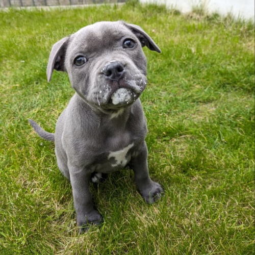 �t��ata staford��rsk�ho bulteri�ra