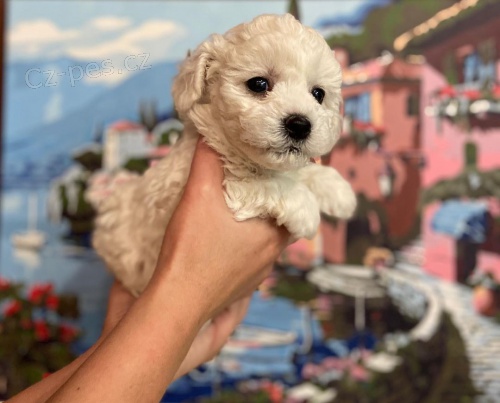 �t��ata bi�onka