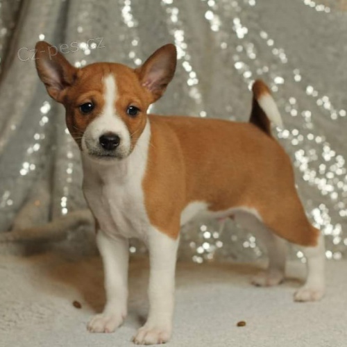 �t���tka Basenji