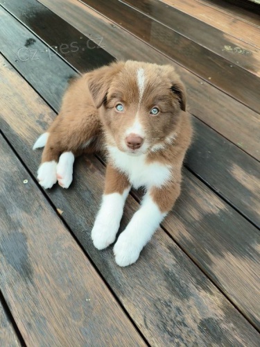 �t��ata border kolie