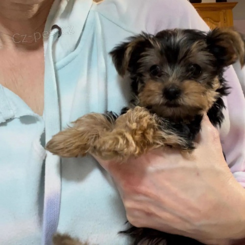 MINI YORKIPOO