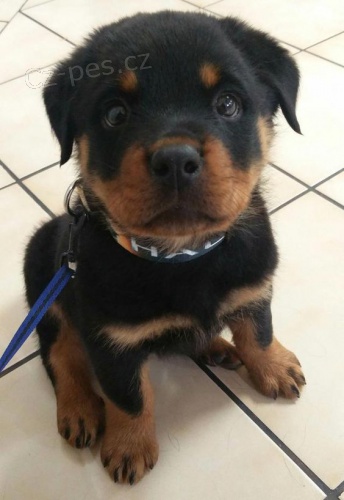 �t���tka rotvajlera.