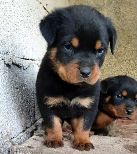 �t���tka rotvajlera.