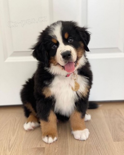 bernsk�ho sala�nick�ho psa