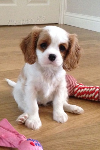 Kavalr King Charles Spaniel.