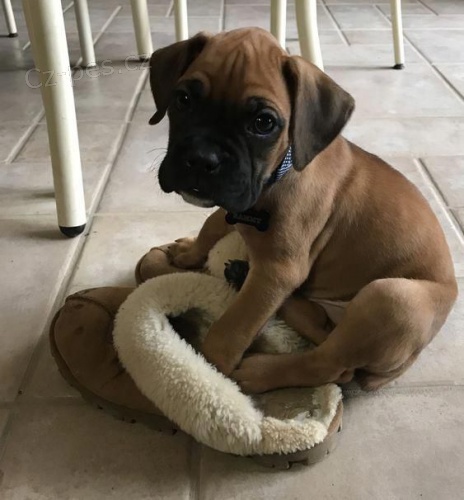 �t��ata n�meck�ho boxera.