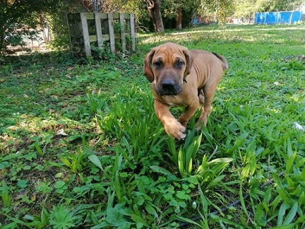 Brazilsk� fila, �t��ata s PP