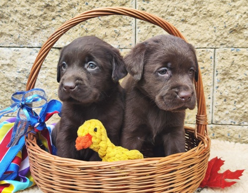 Nab�dka �t��at labradorsk�ho retrievera