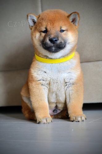 Shiba Inu �t��ata