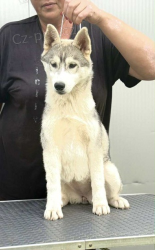 Sibi�sk� husky � fenka
