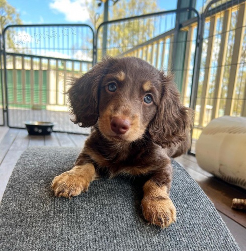 trpasli�� �t��ata dlouhosrst�ho jezev��ka