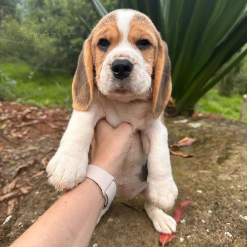 �t��ata b�gla