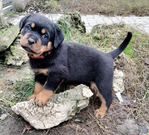 �t���tka rotvajlera.