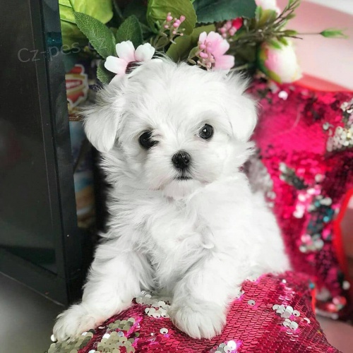 �t��ata malt�z�k�.