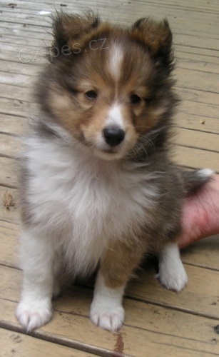 �t��ata sheltie k adopci