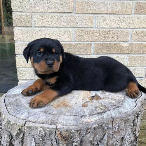 Rotvajler/Rotvajler/Rotvajler