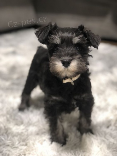 mal�ch kn�ra��/mal�ch kn�ra��