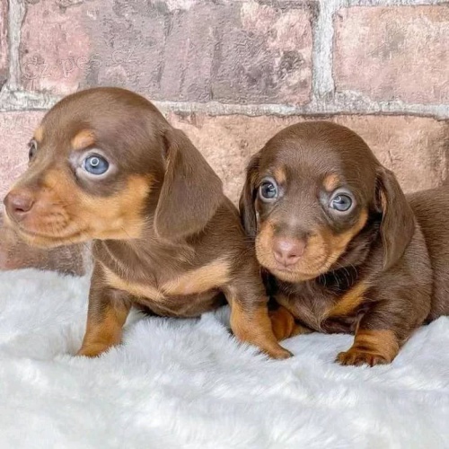 trpasli�� �t��ata jezev��ka hladkosrst�ho