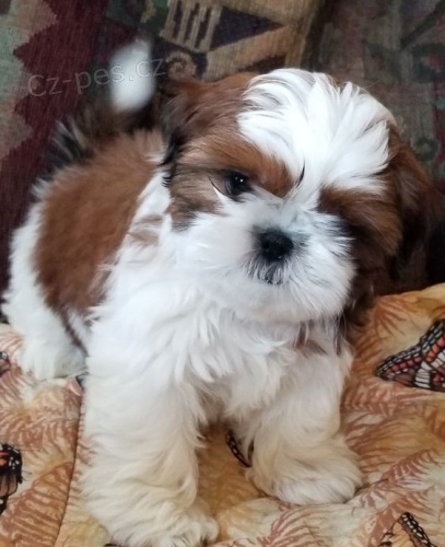 SHIH TZU