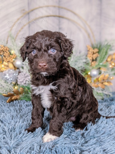 portugalsk�ho vodn�ho psa