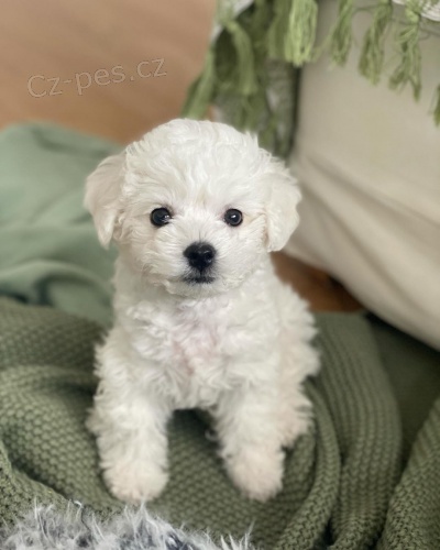 �t��ata bi�onka