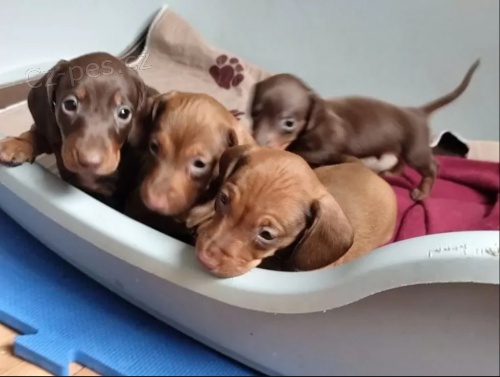 Jezev��k hladkosrst� trpasli�� na prodej