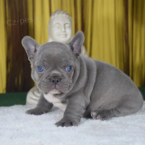 francouzsk�ho buldo�ka.