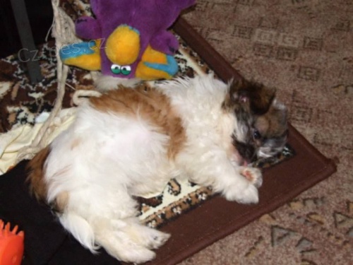 Koup�m �t���tko shih-tzu fenku 