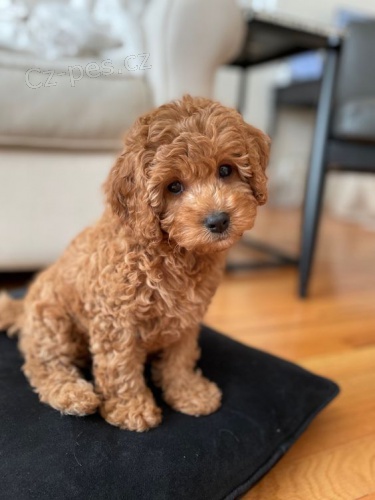 �t��ata Cockapoo