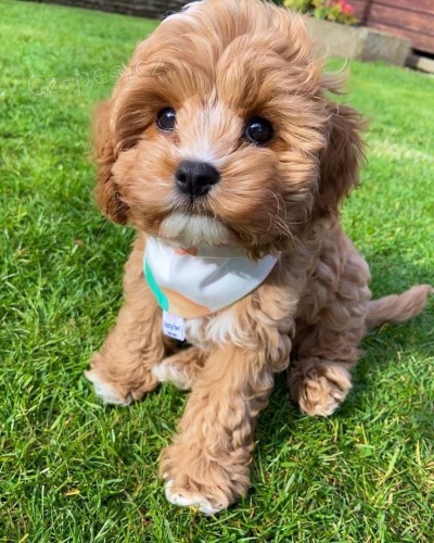  Cockapoo