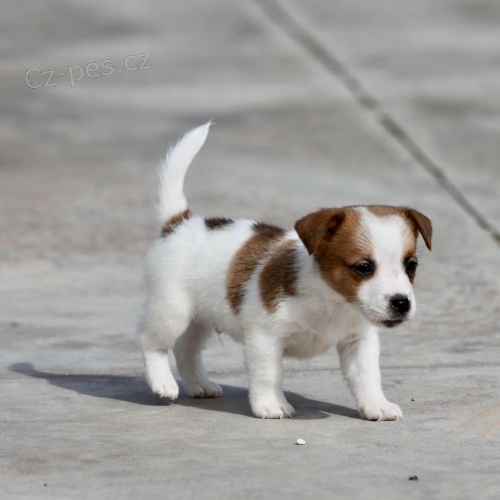 �t��ata jack russell teri�ra.