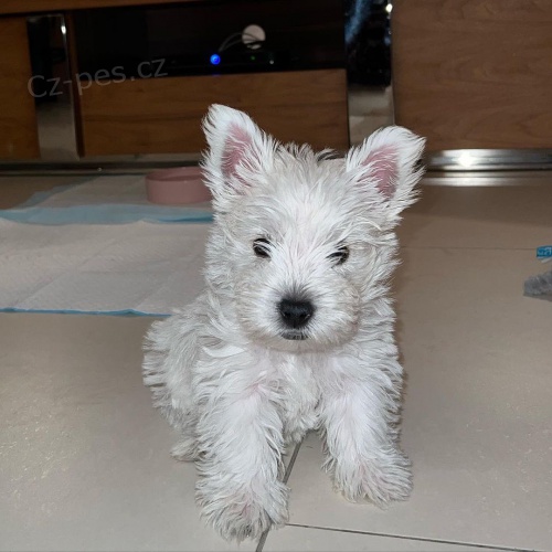 West Highland White Terriers