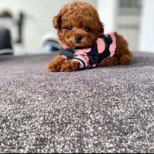 �t��ata pudla k dispozici