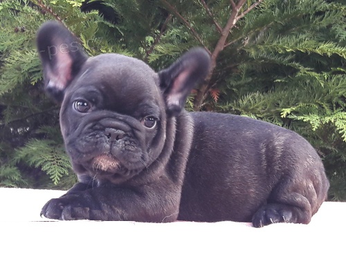 �t��ata francouzsk�ho buldo�ka